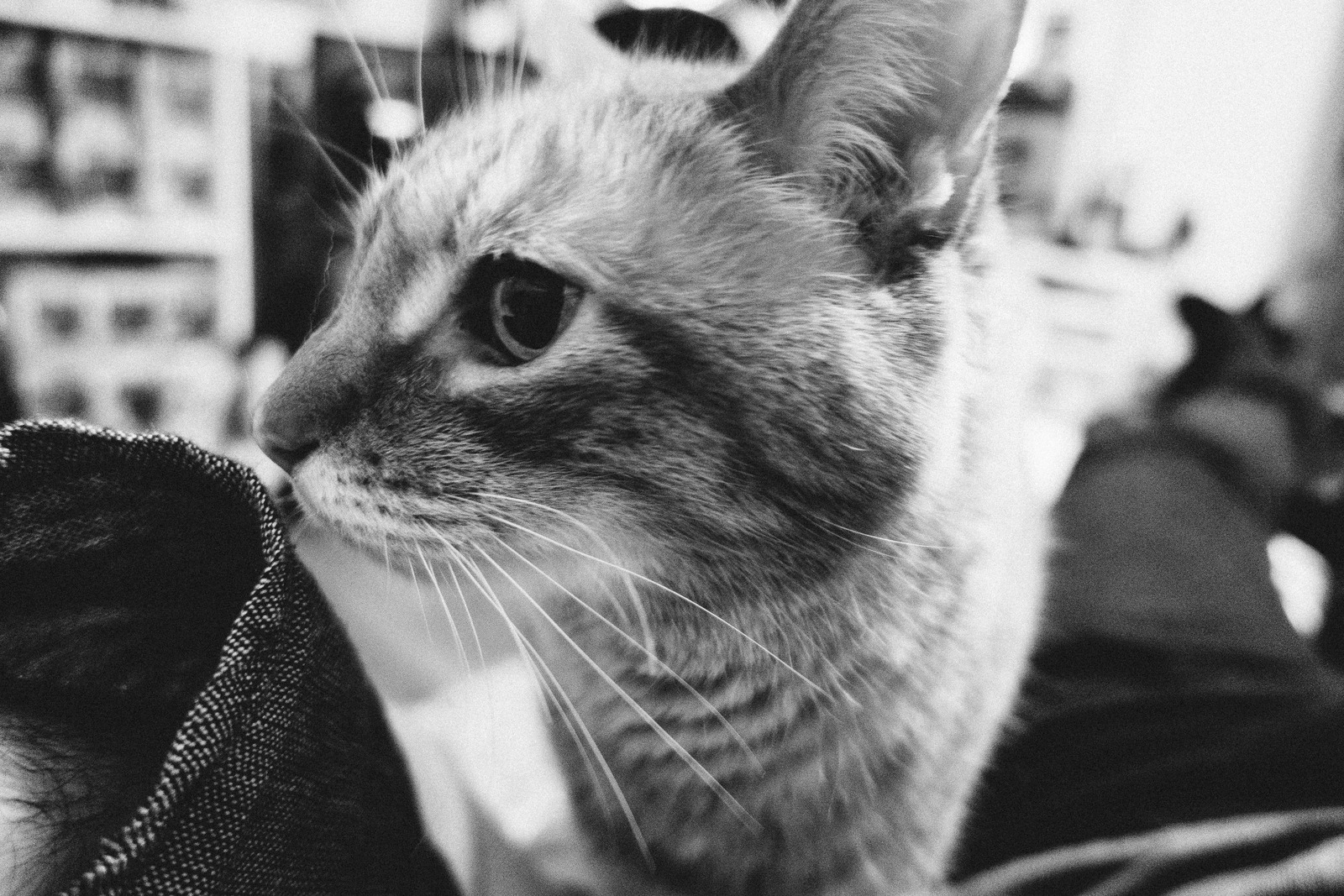 Curious Feline