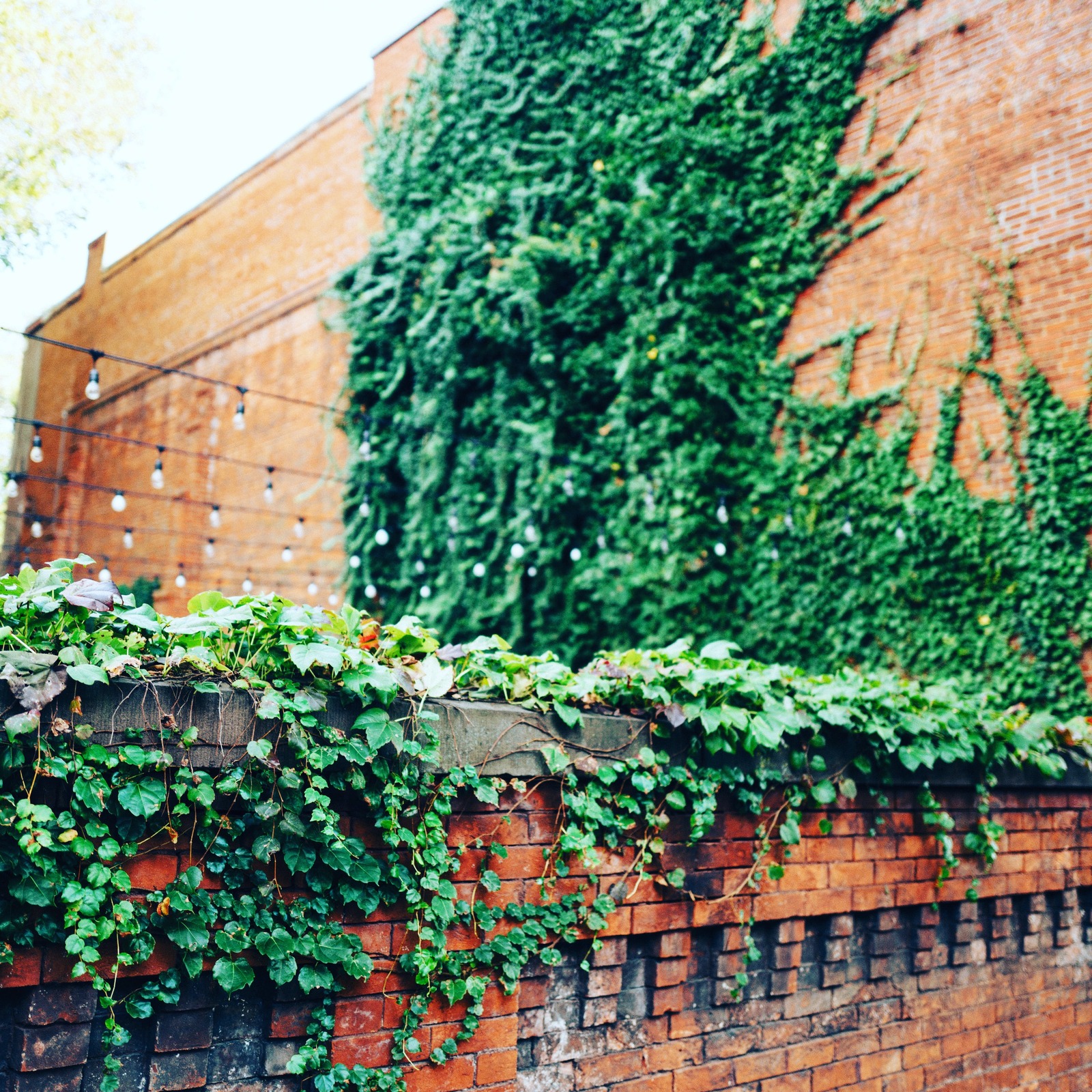 Urban Greenery