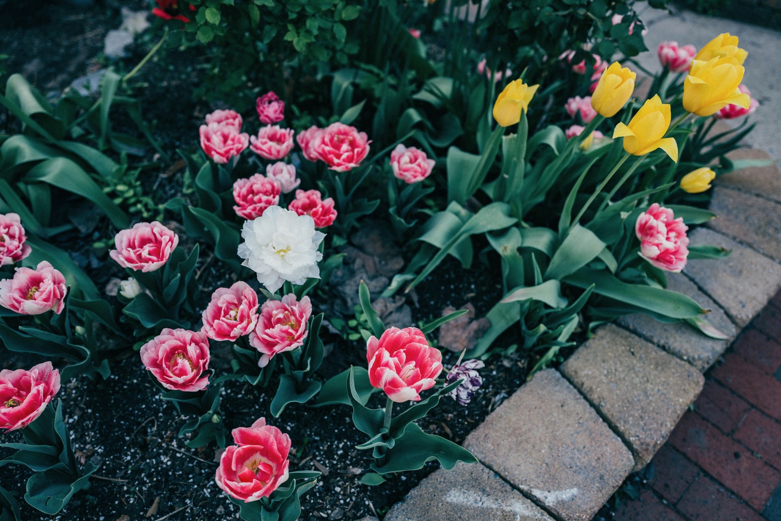 Blooming Harmony