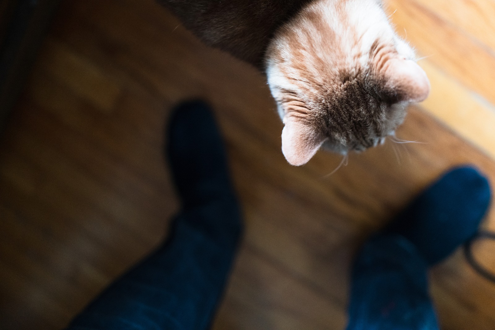 Cat's Perspective