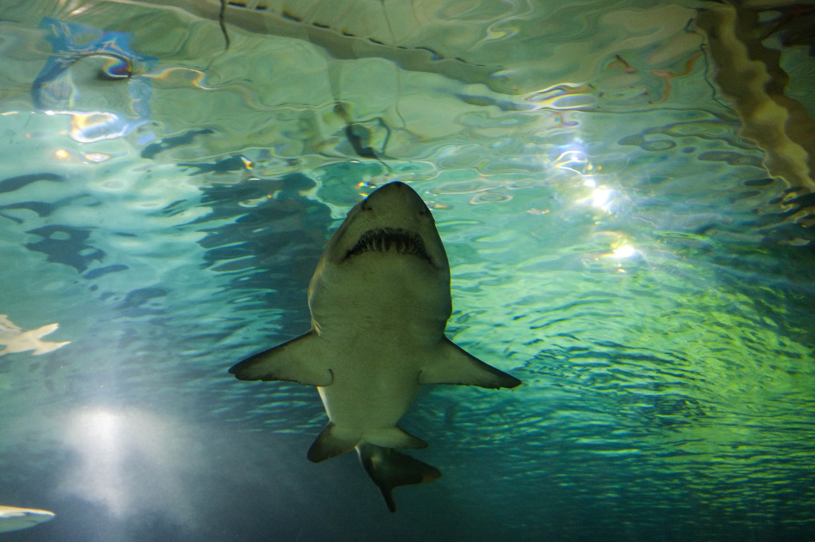 Beneath the Waves