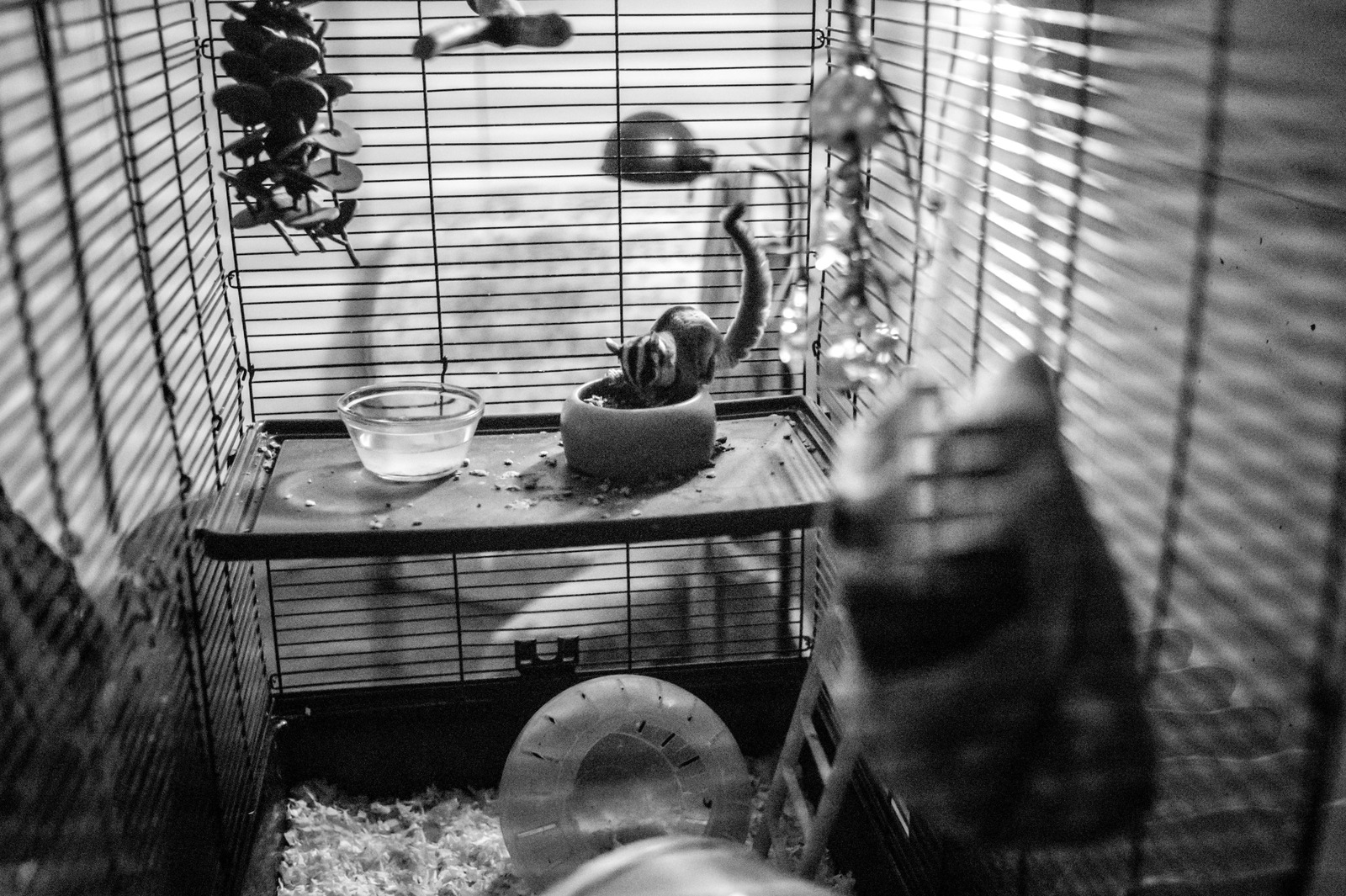 Life in a Cage