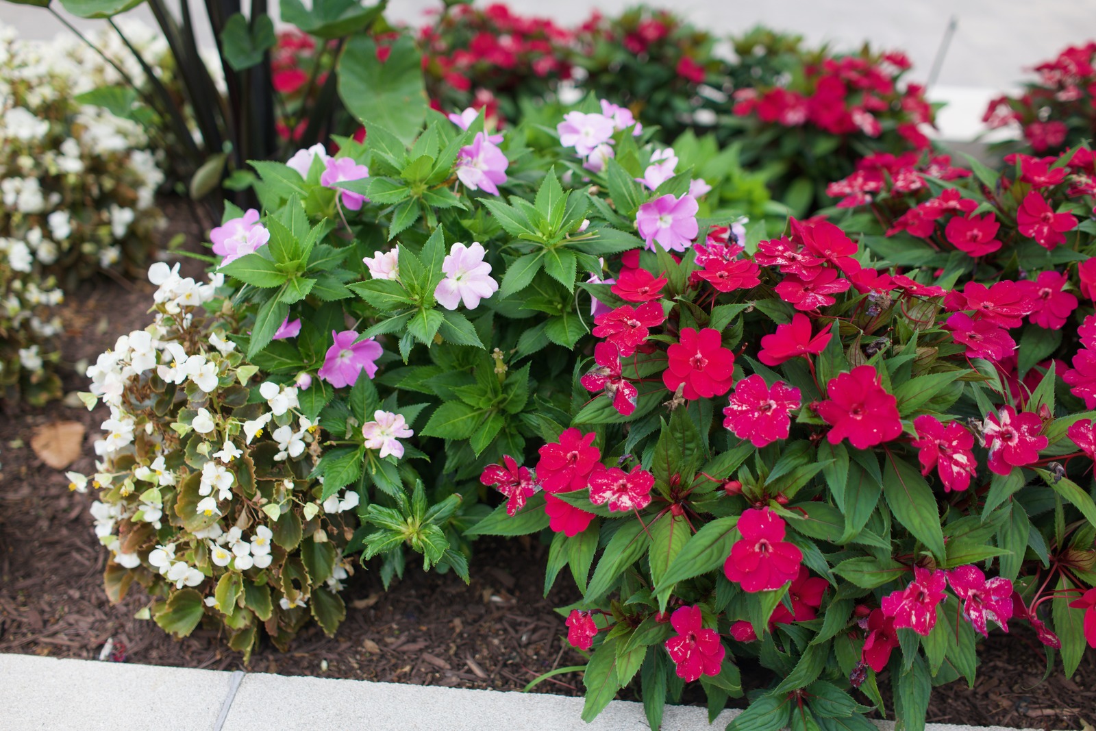 Blooming Color Harmony