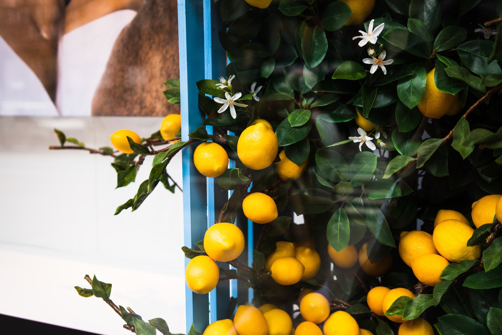 Citrus Harmony