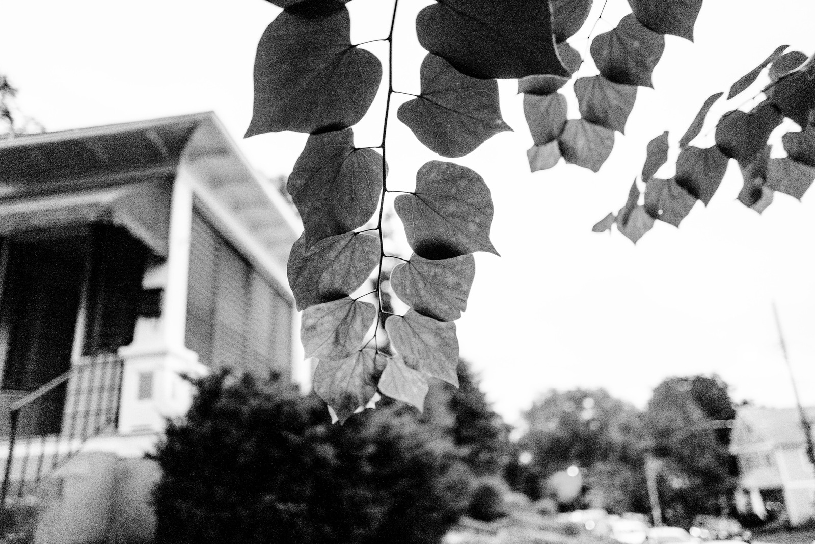 Whispers of Nature