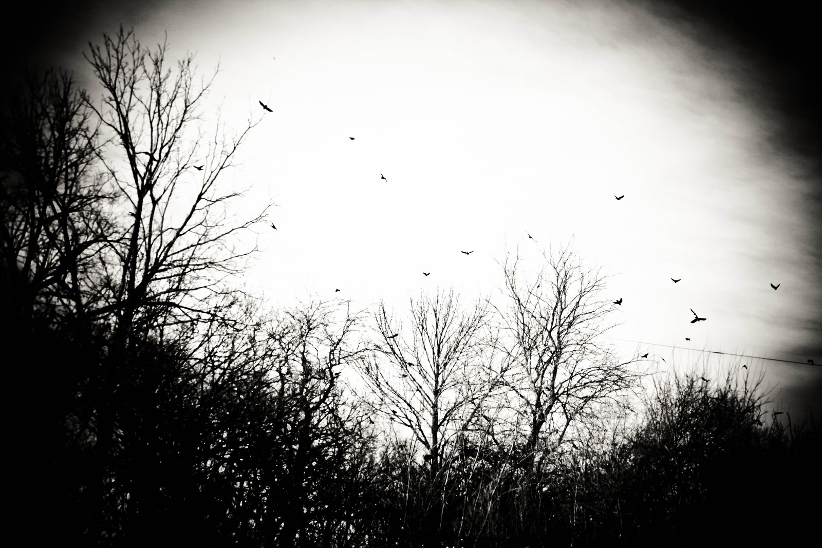 Silhouetted Flight