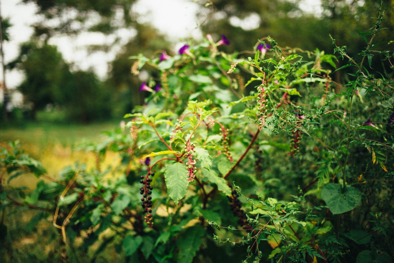 Nature's Embrace