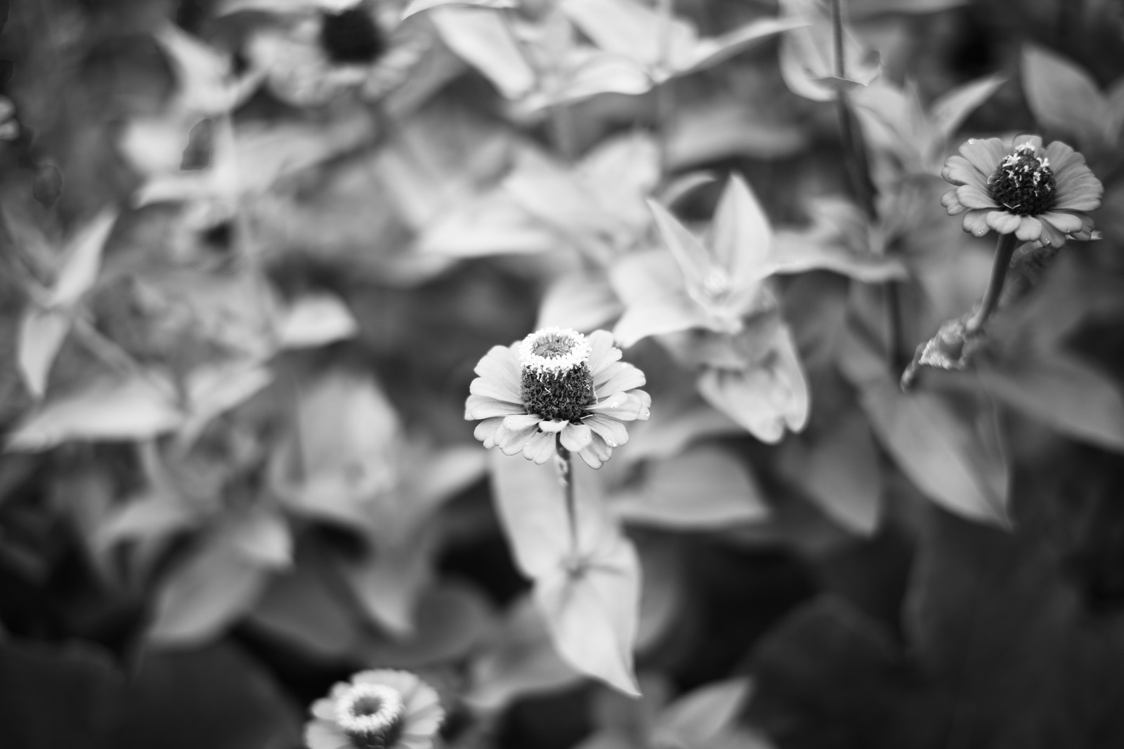 Whispers of Nature