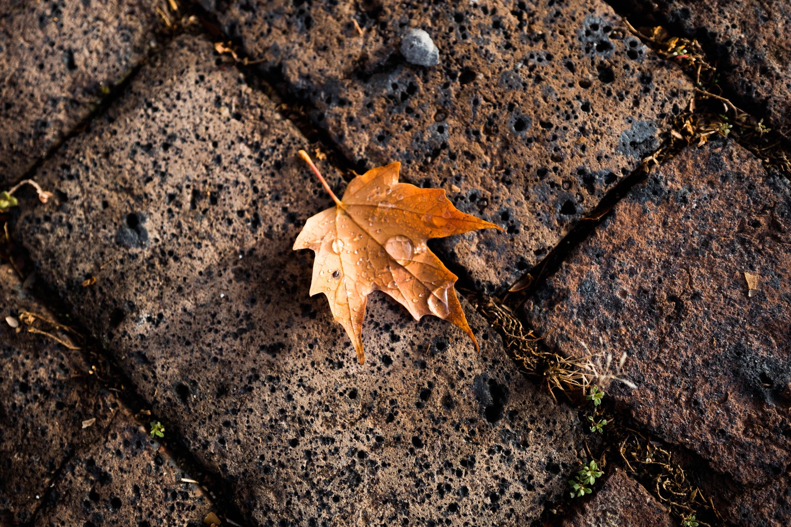 Autumn's Touch