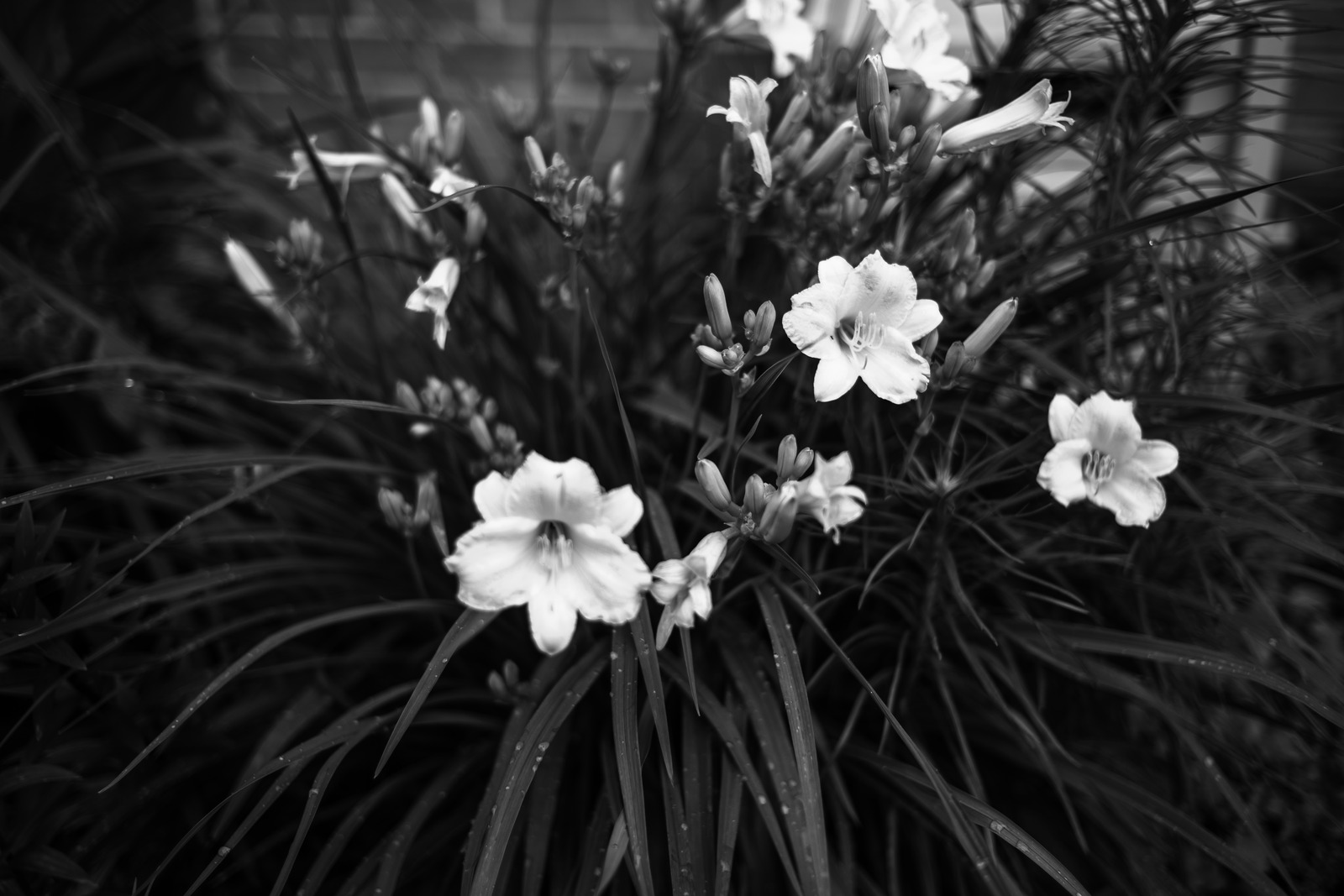 Whispers of Nature