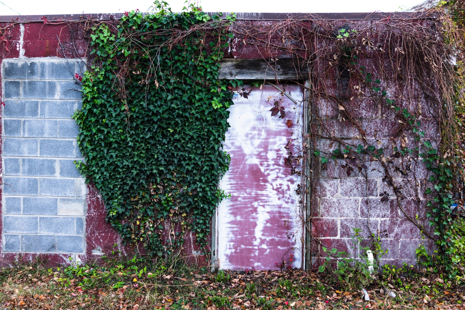 Nature's Embrace