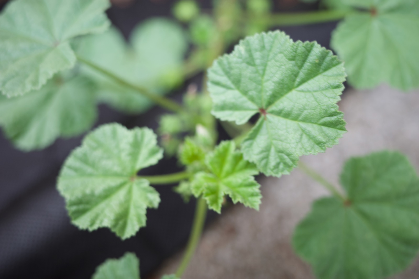 Lush Green Leaves Close-Up