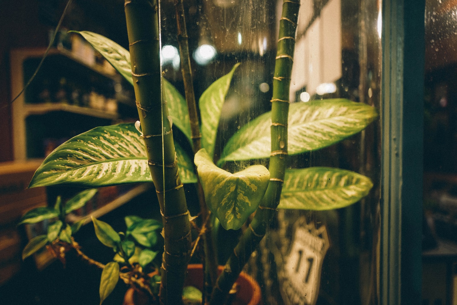 Greentastic Night