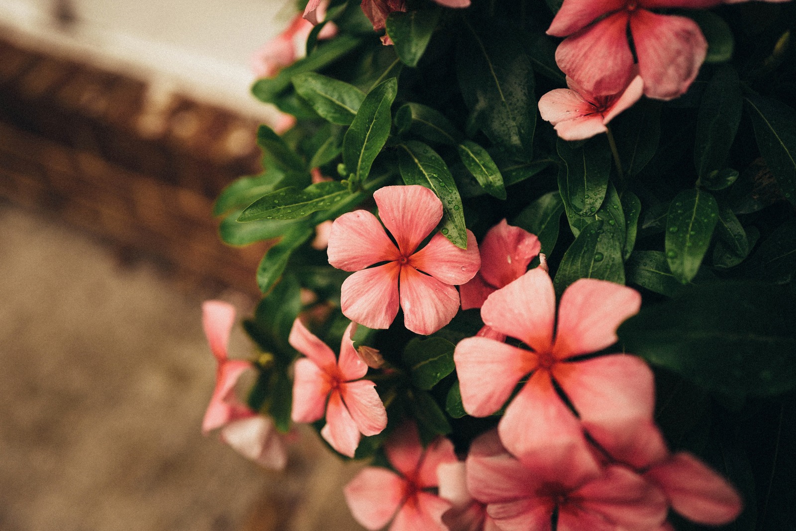 Petals of Serenity