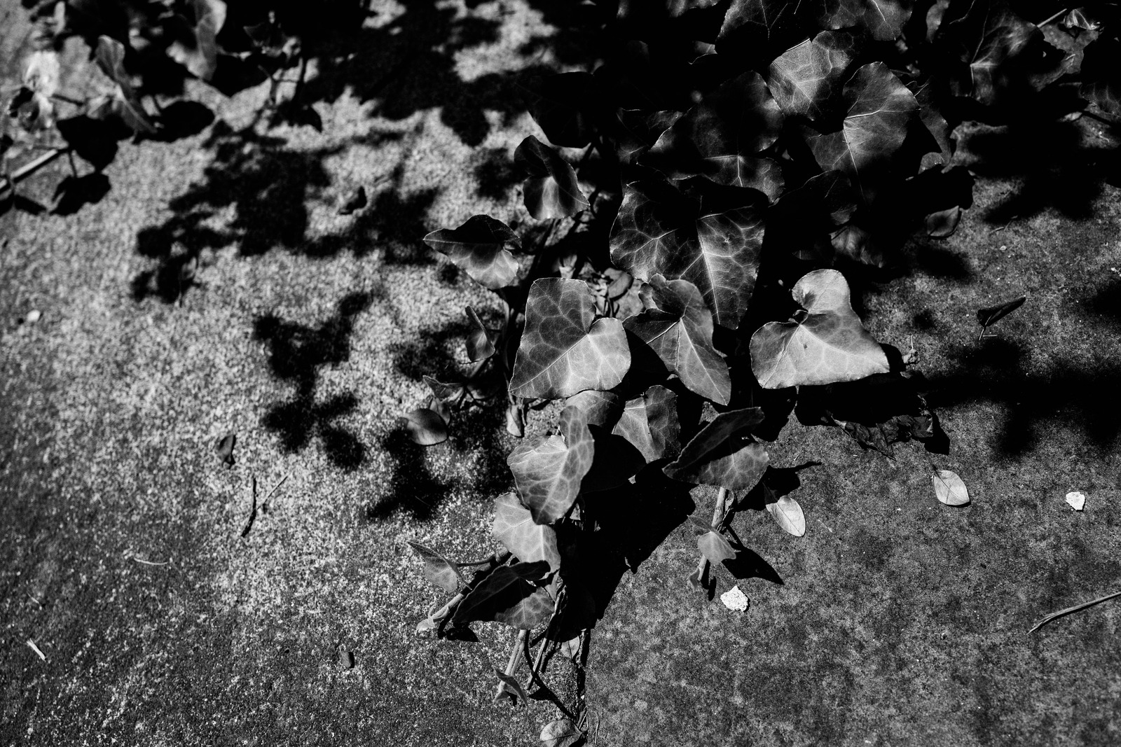 Shadows of Nature
