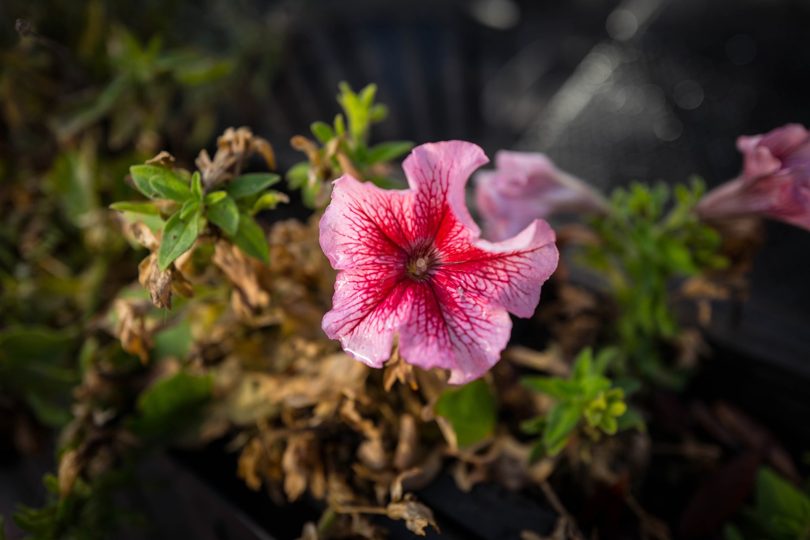 Resilient Beauty