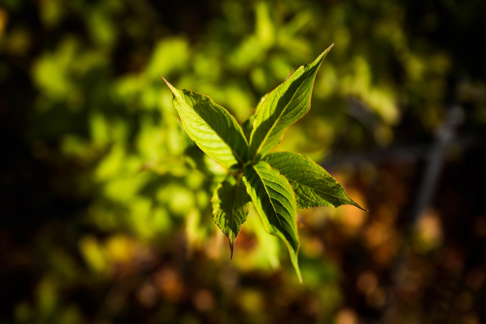 Emerging Life