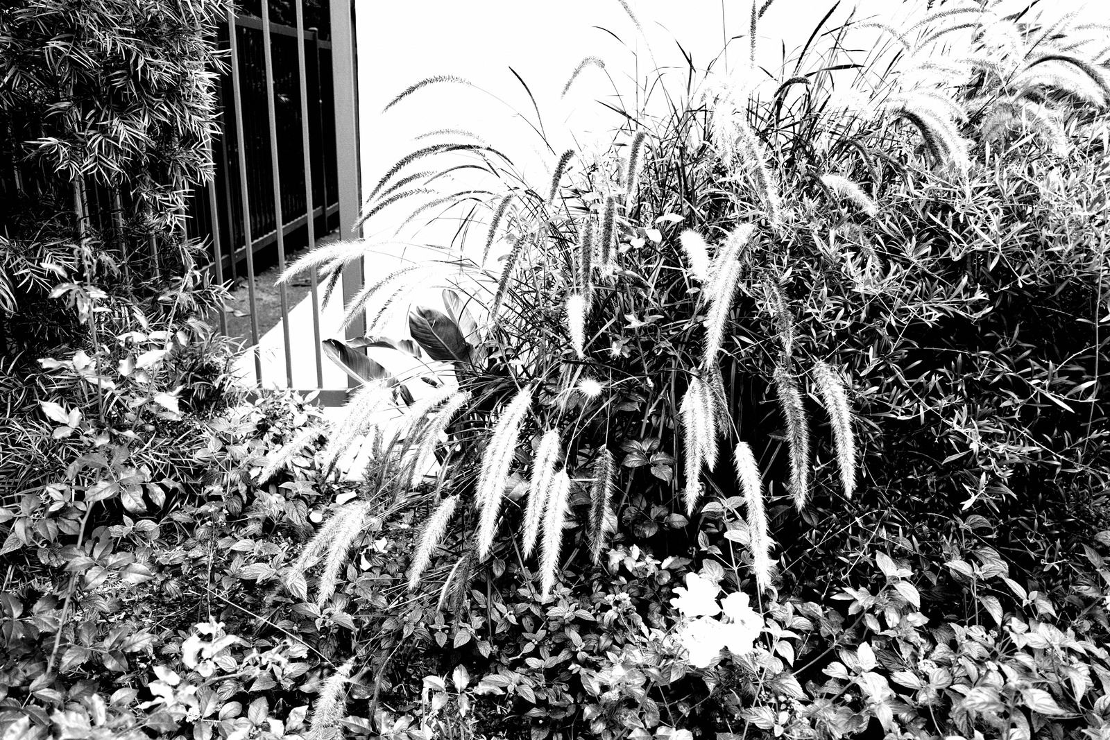 Silent Greenery