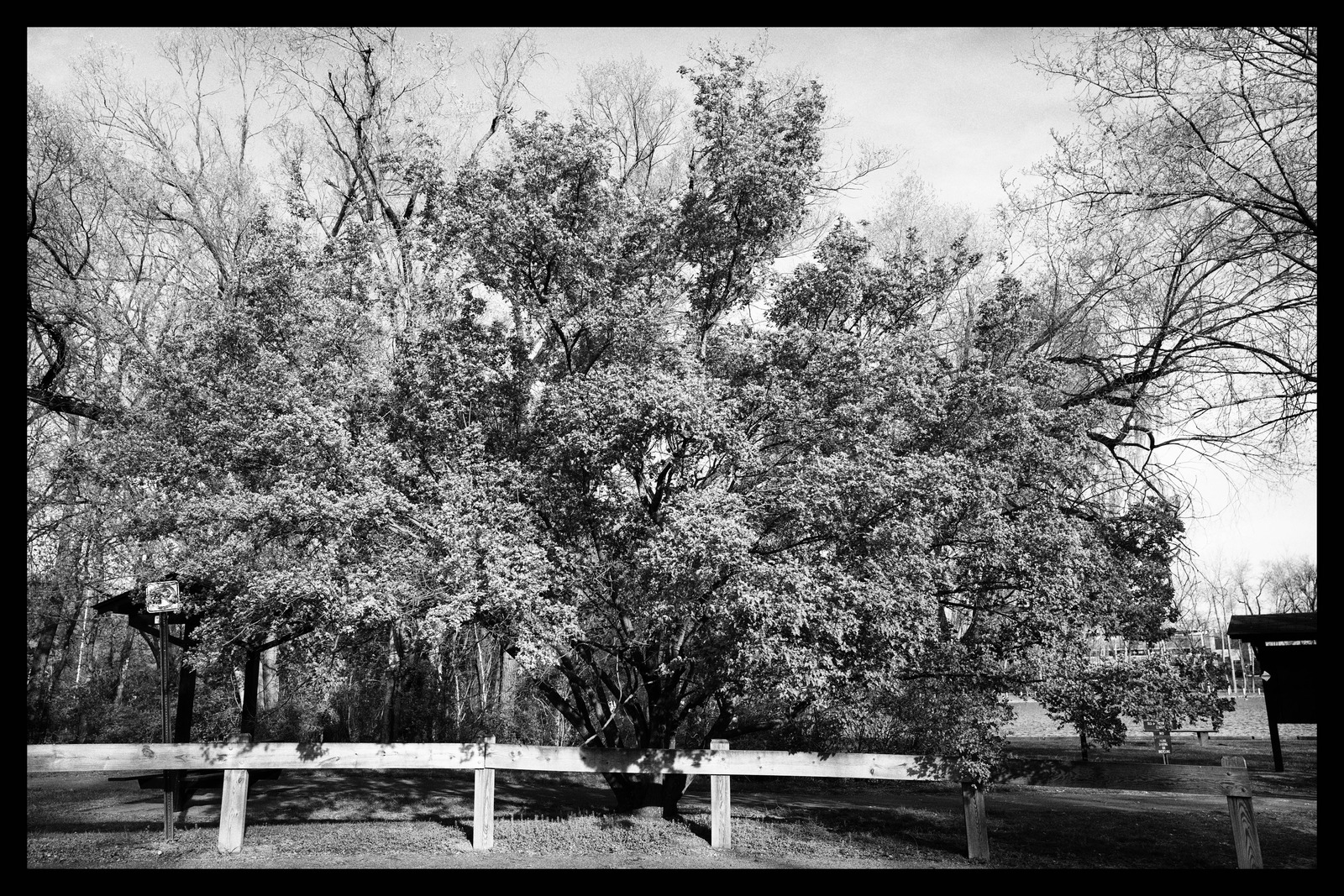 Silent Grove