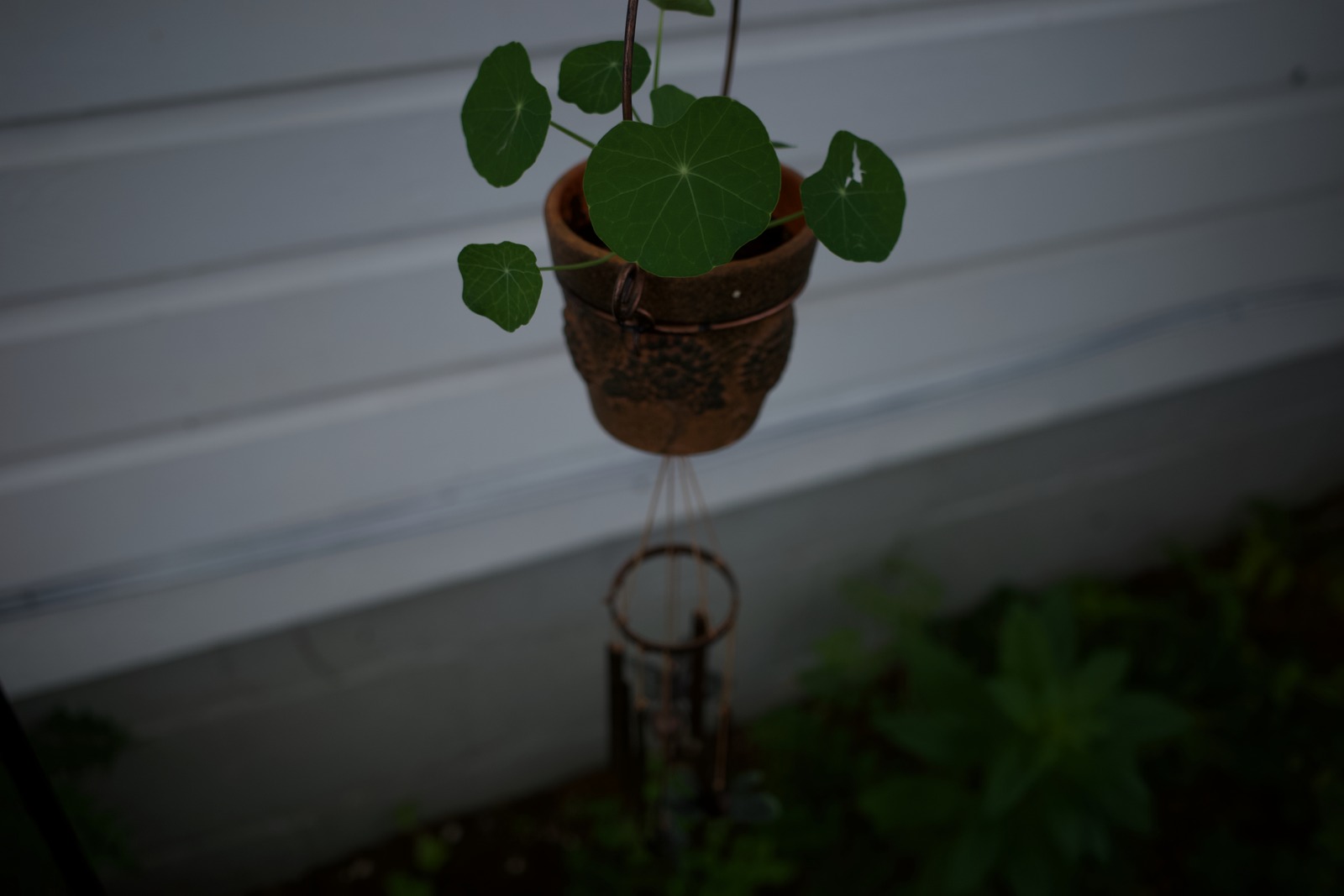 Hanging Greenery