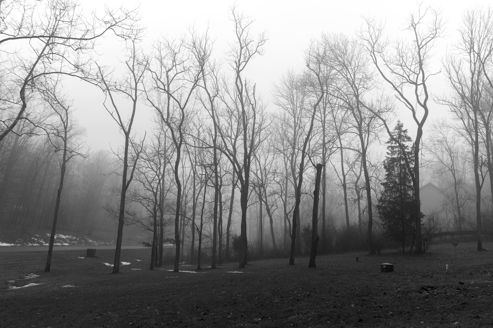 Whispers of the Fog