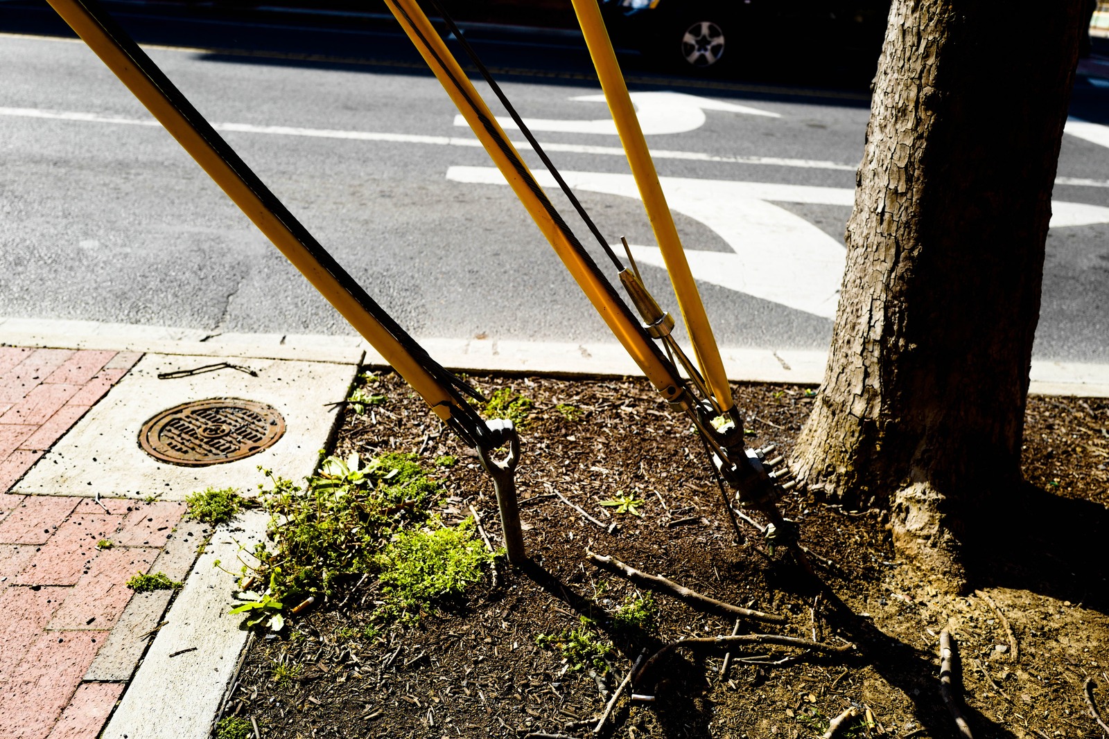 Urban Tree Support