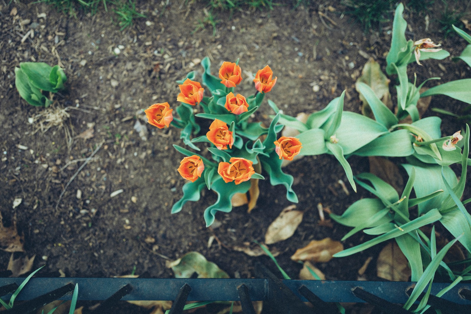 Vibrant Tulip Top View