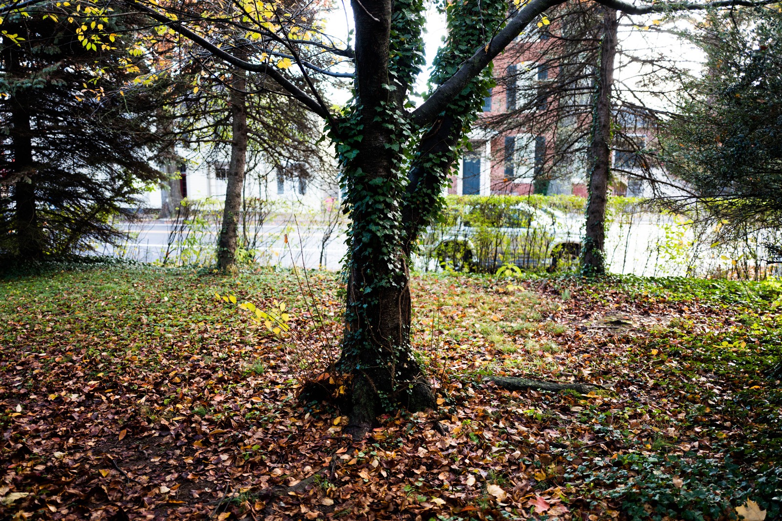 Autumn's Embrace