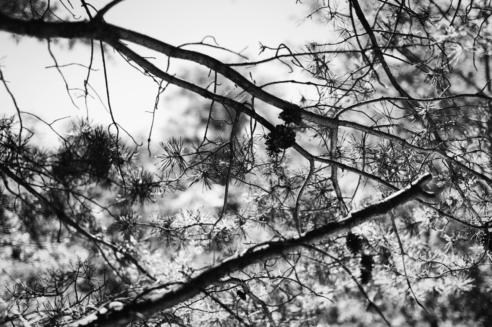 Whispers of Nature