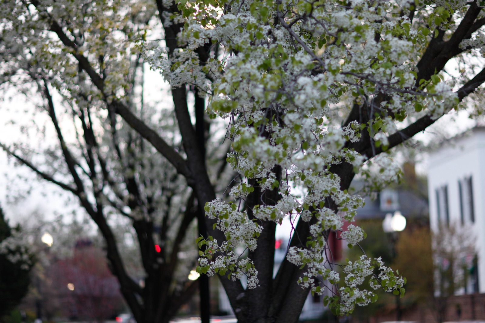 Whispers of Spring