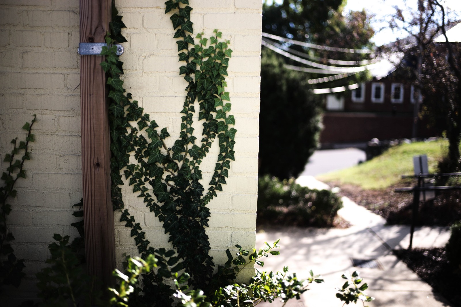 Whispers of Ivy