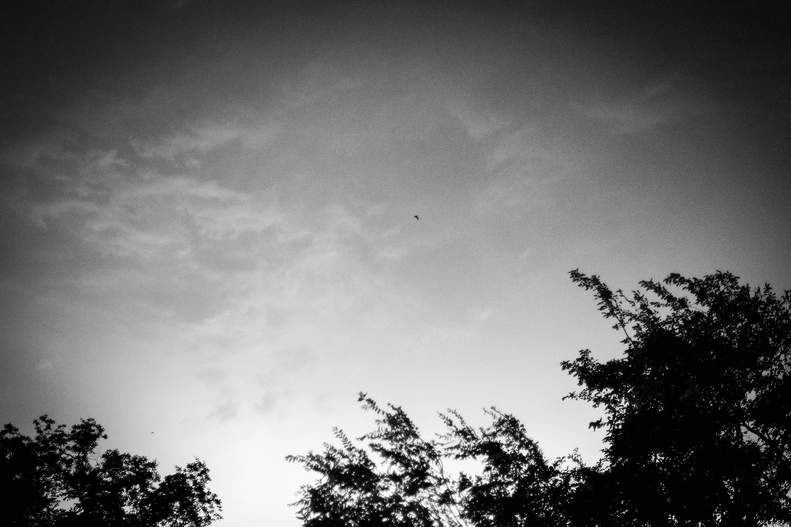 Whispers of Dusk
