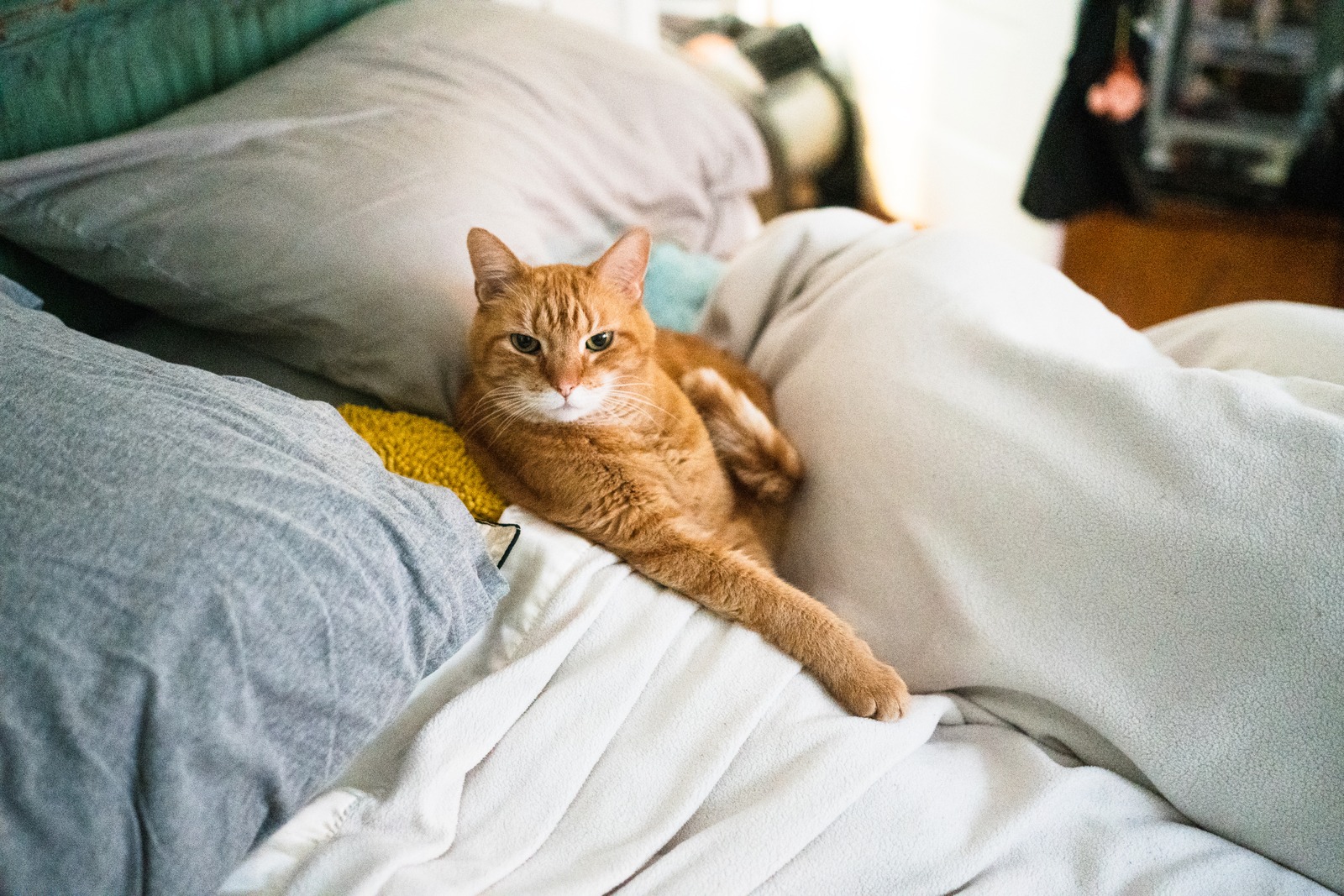 Cozy Companionship