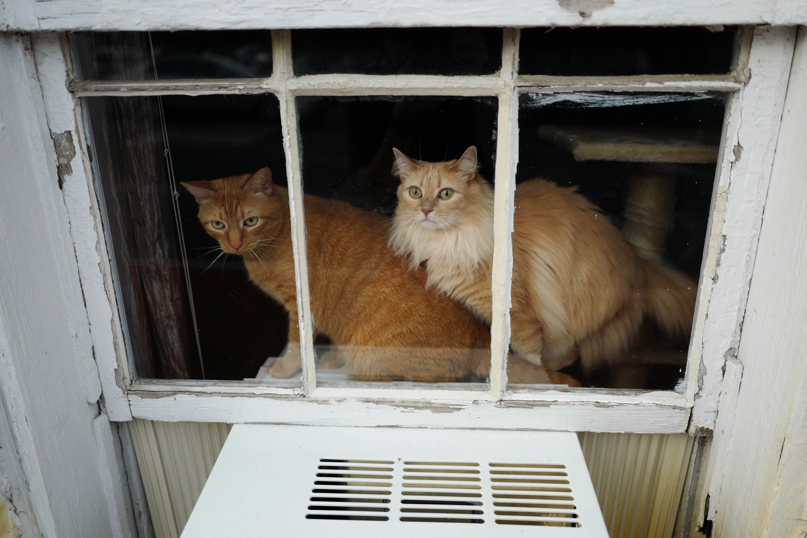 Curious Companions