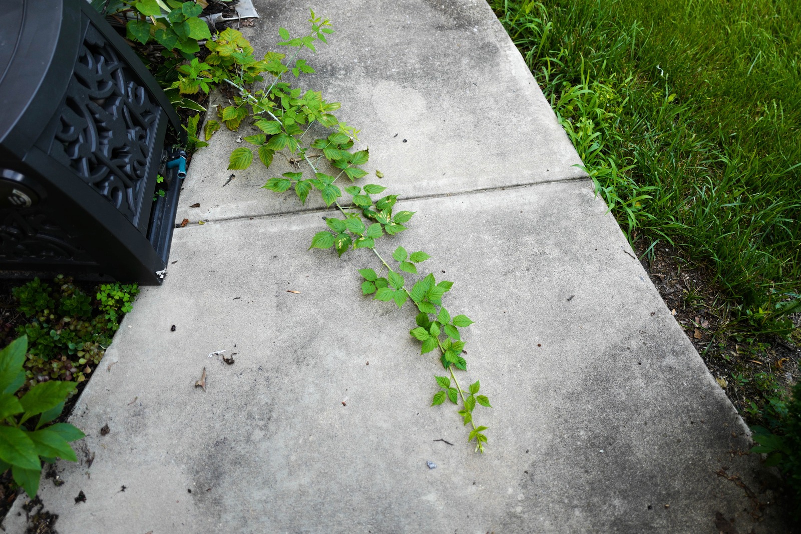 Nature's Resilience