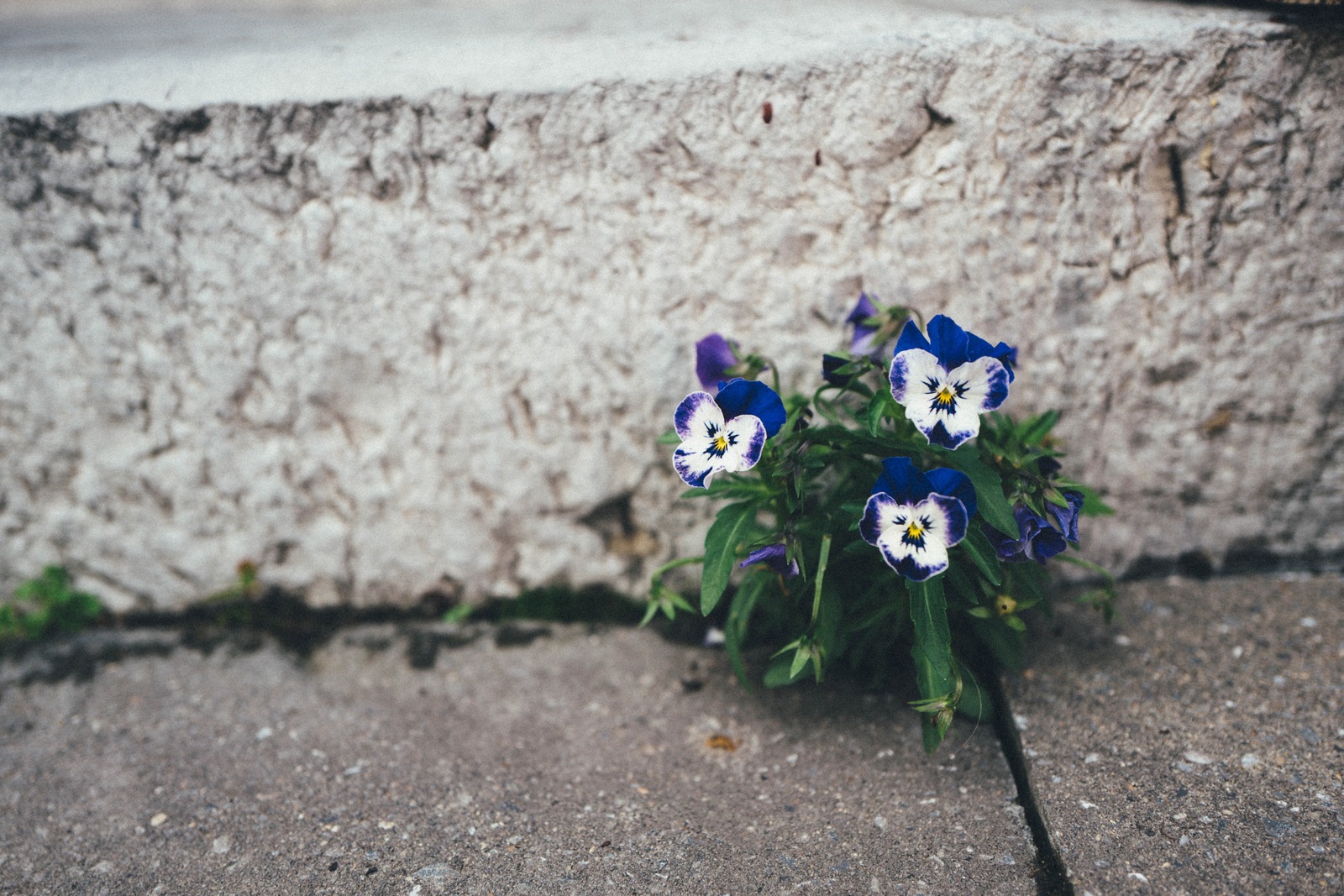 Resilient Beauty