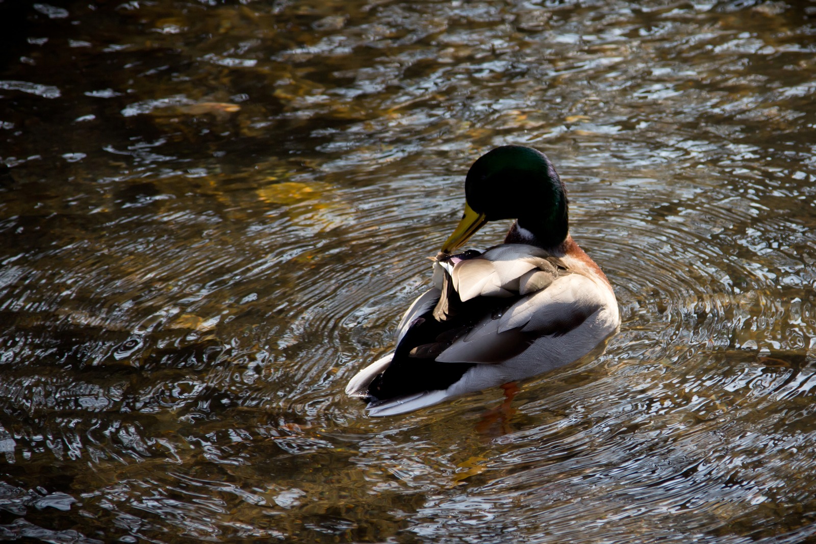 Serenity in Motion