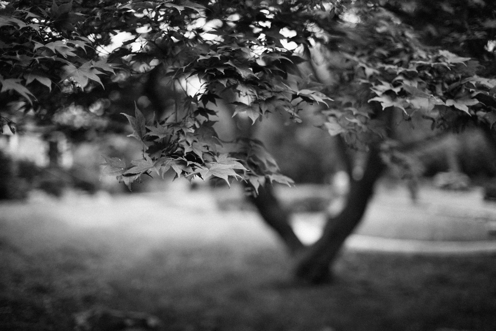 Whispers of Nature