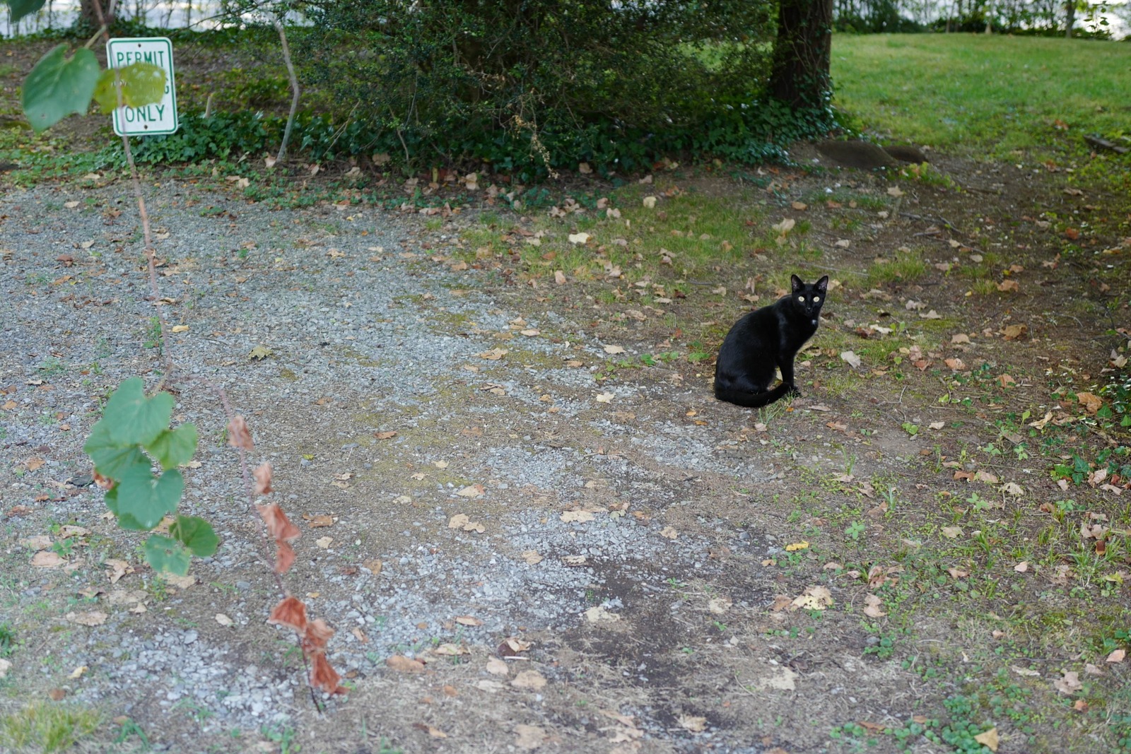 A Quiet Watcher