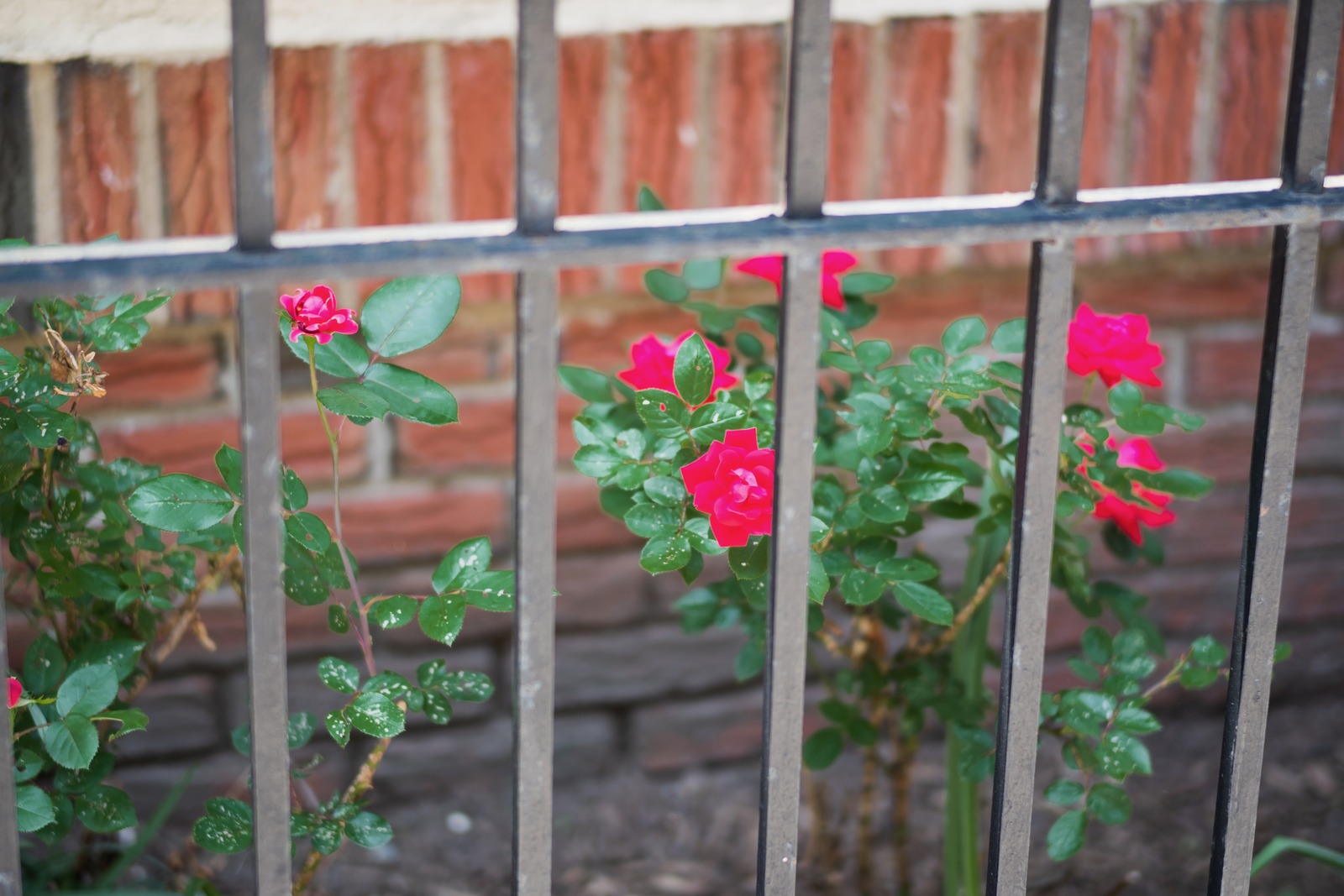 Beauty Behind Bars
