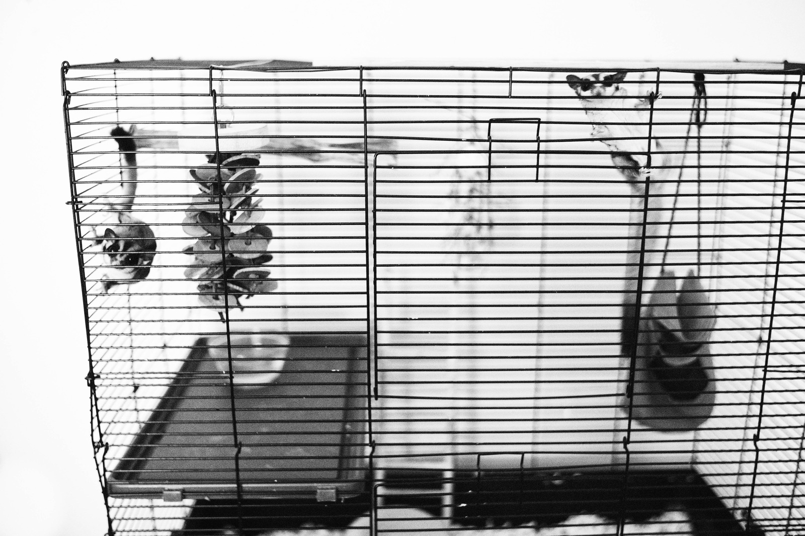 Caged Solitude