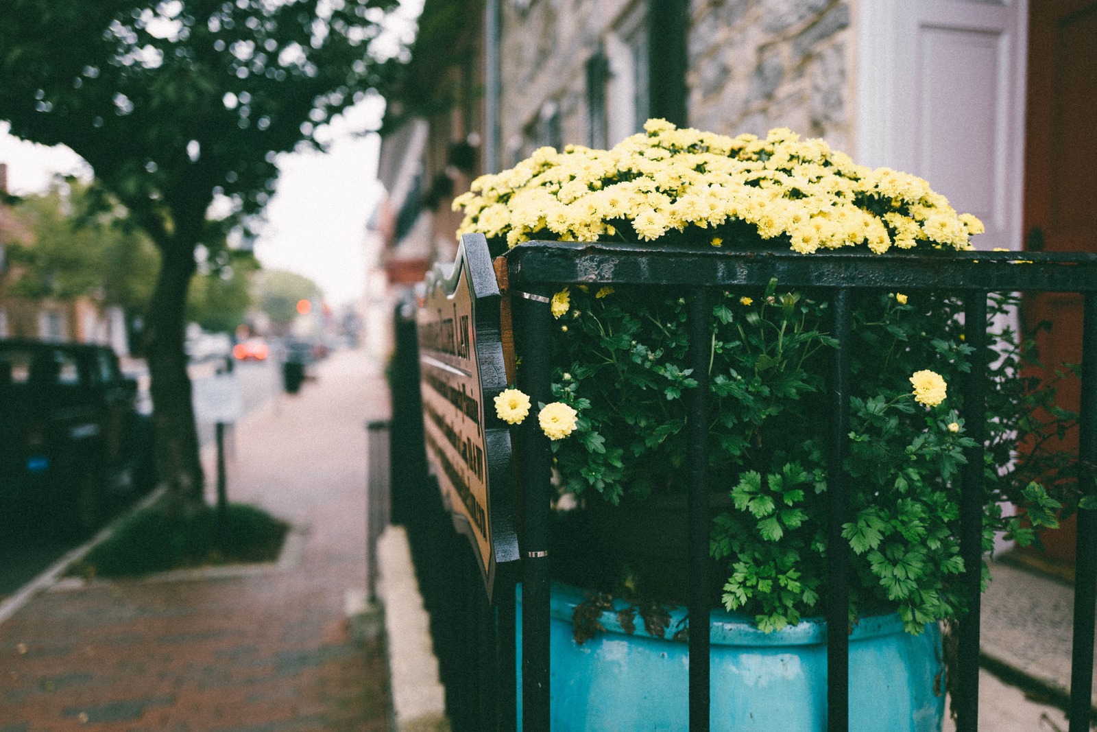 Urban Blossom