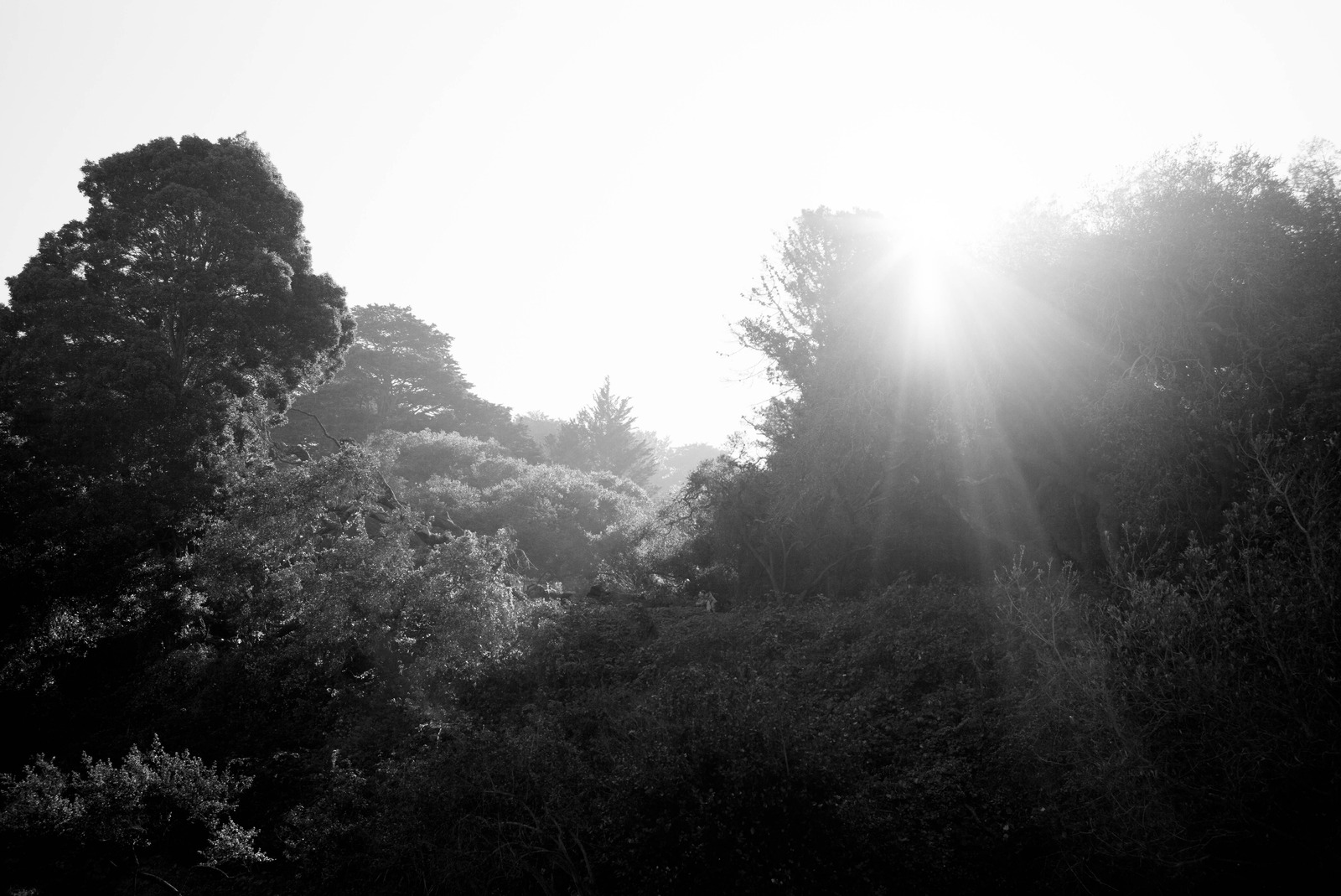 Sunlit Foggy Forest