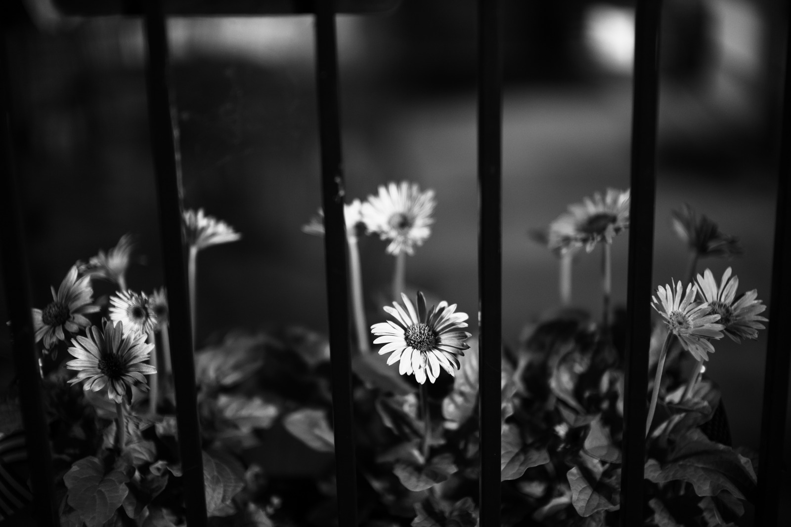 Framed Blooms