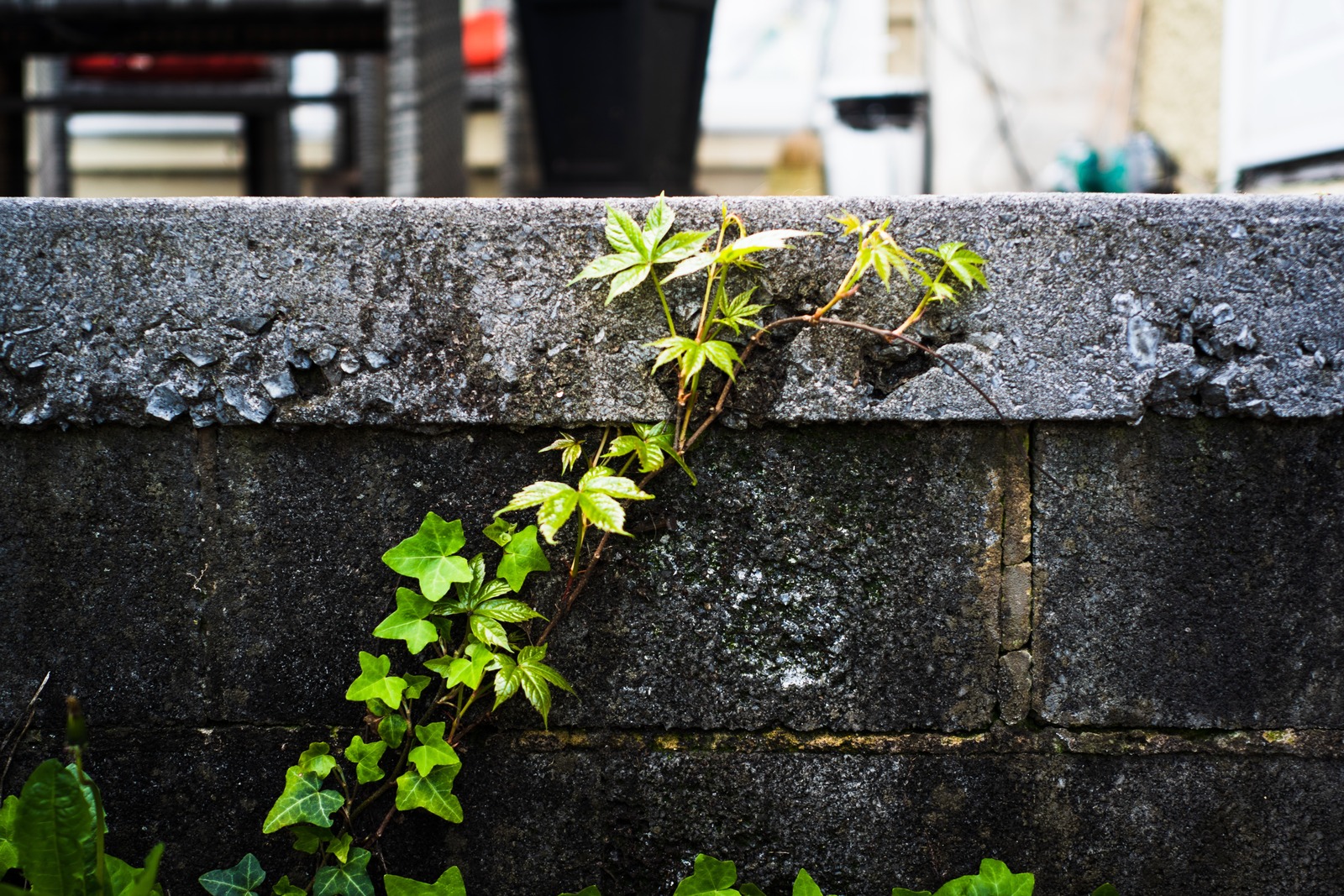 Nature's Resilience