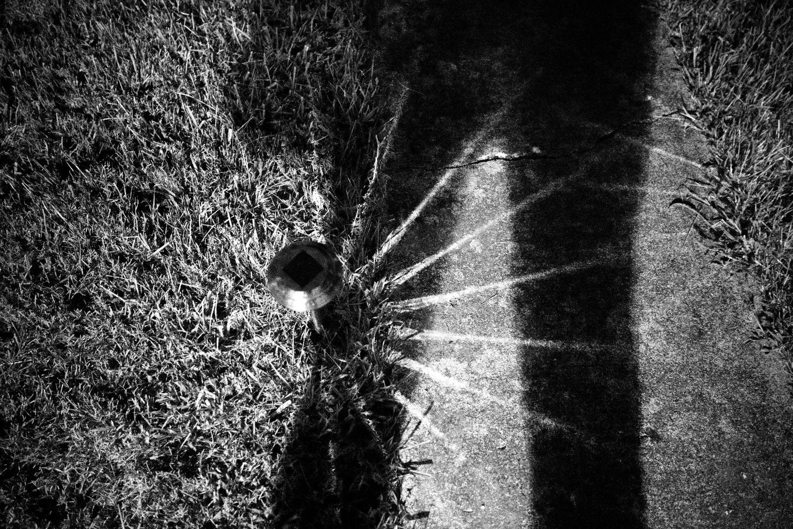 Shadow Play on Path