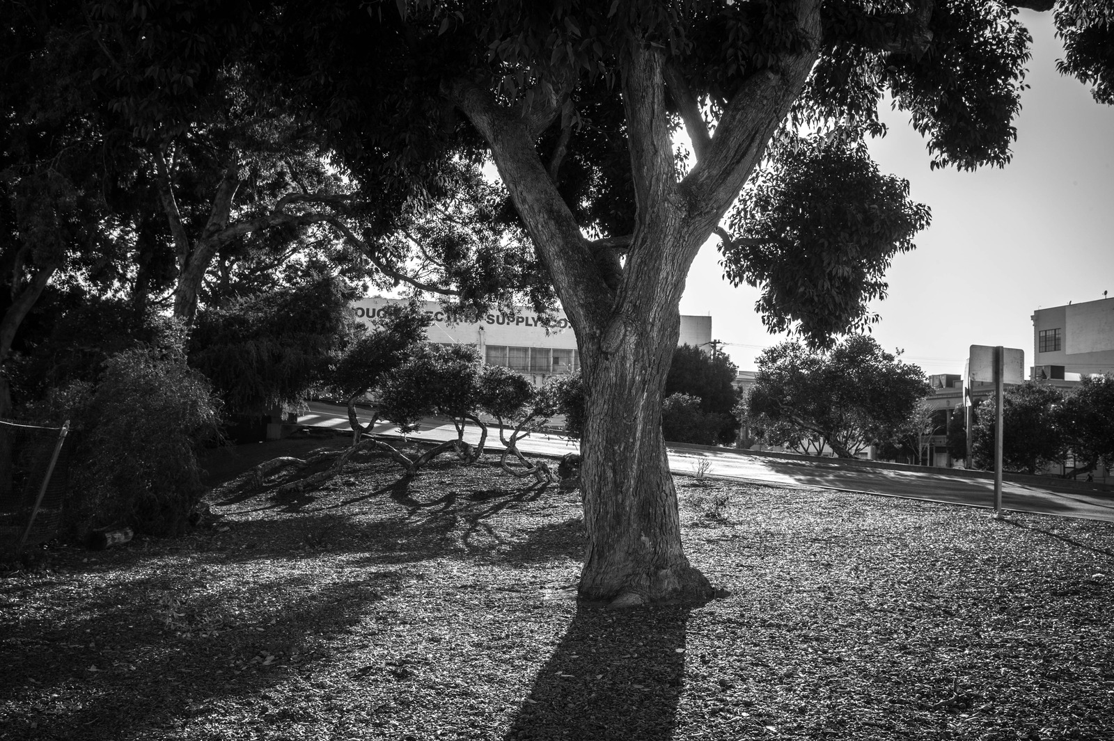 Silent Shadows