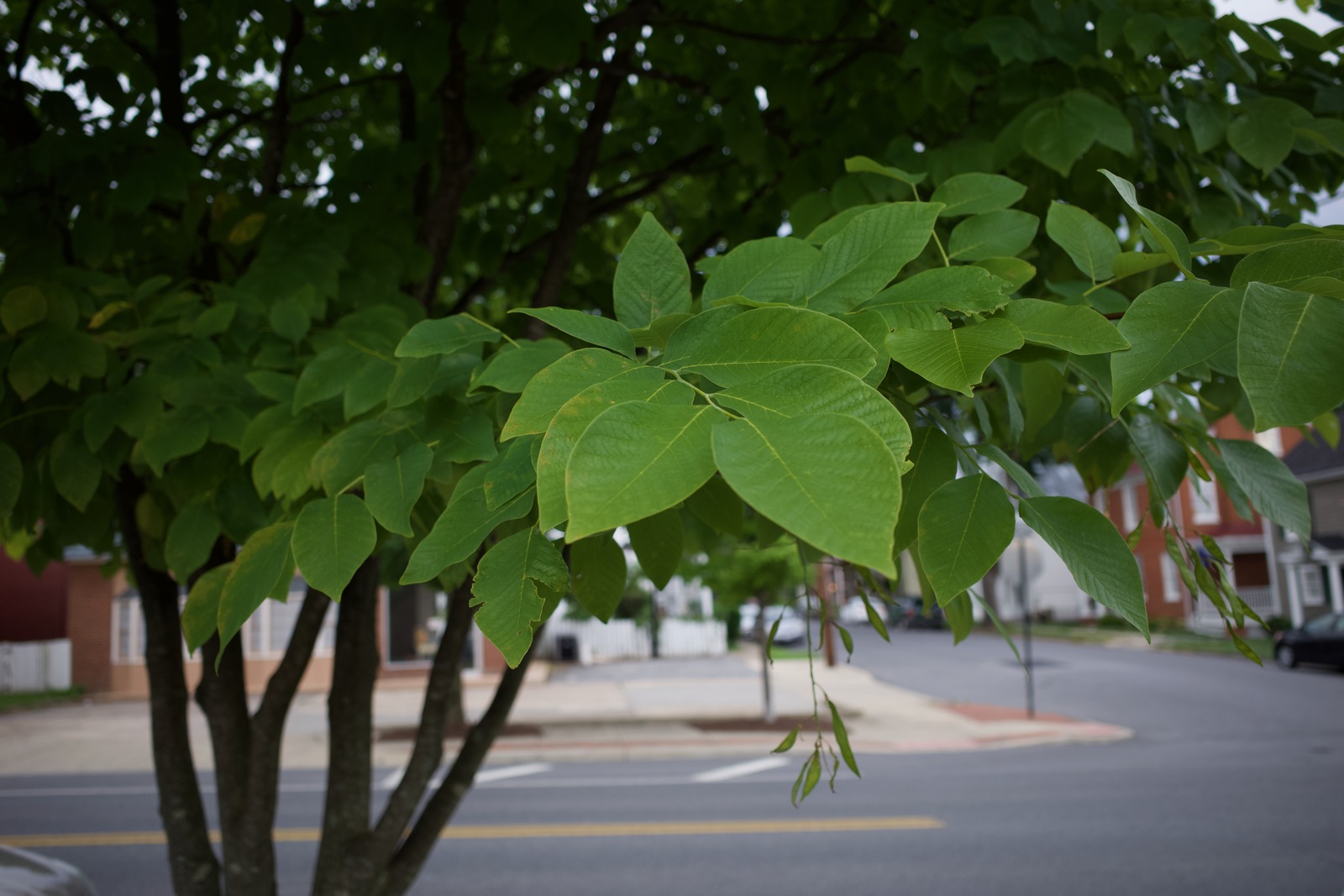 Urban Greenery