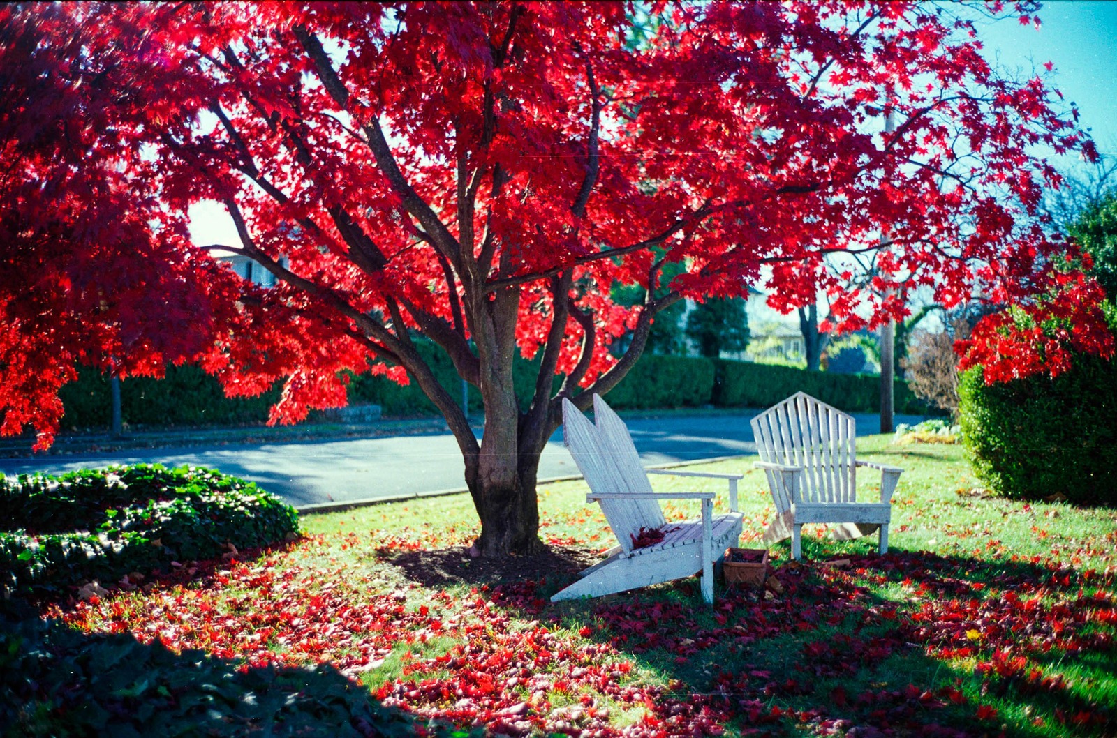 Autumn Serenity