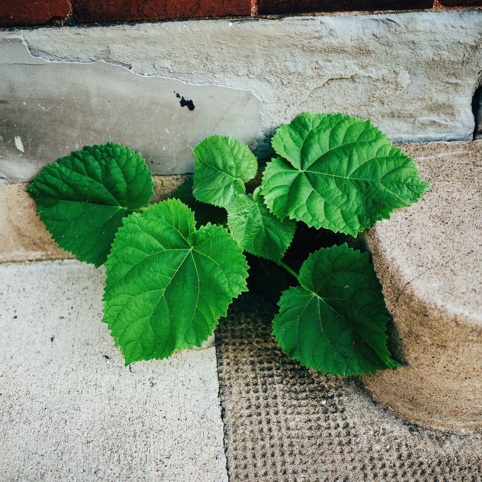 Resilience in Green